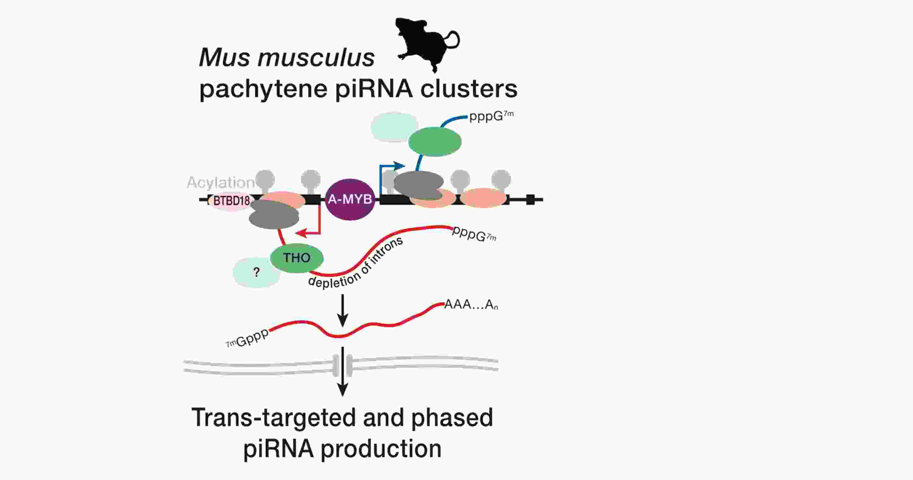 slider_pachytene_pirna2.png